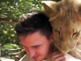 Lion licking face. Dutch licking my head