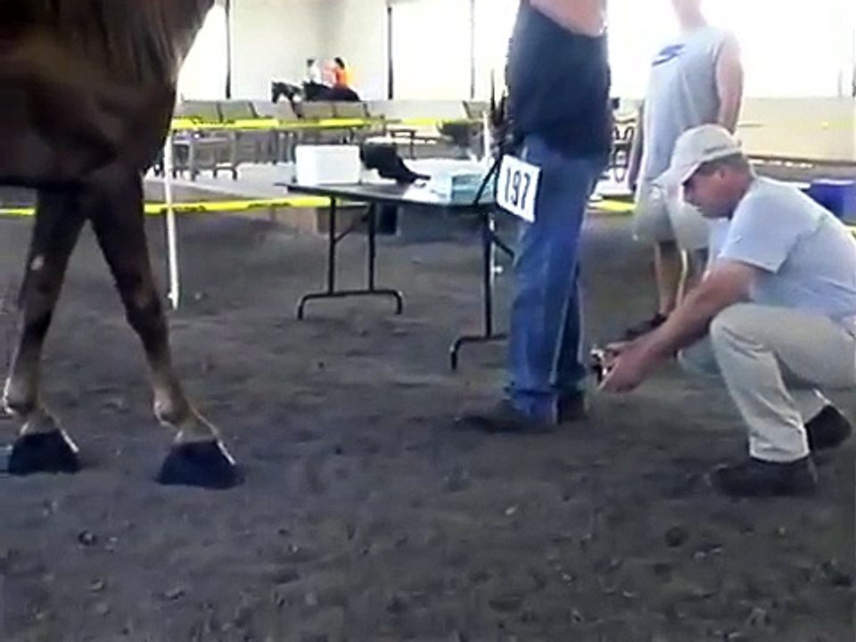 Tennessee Walking Horse Full Pre-Show Inspection 2012