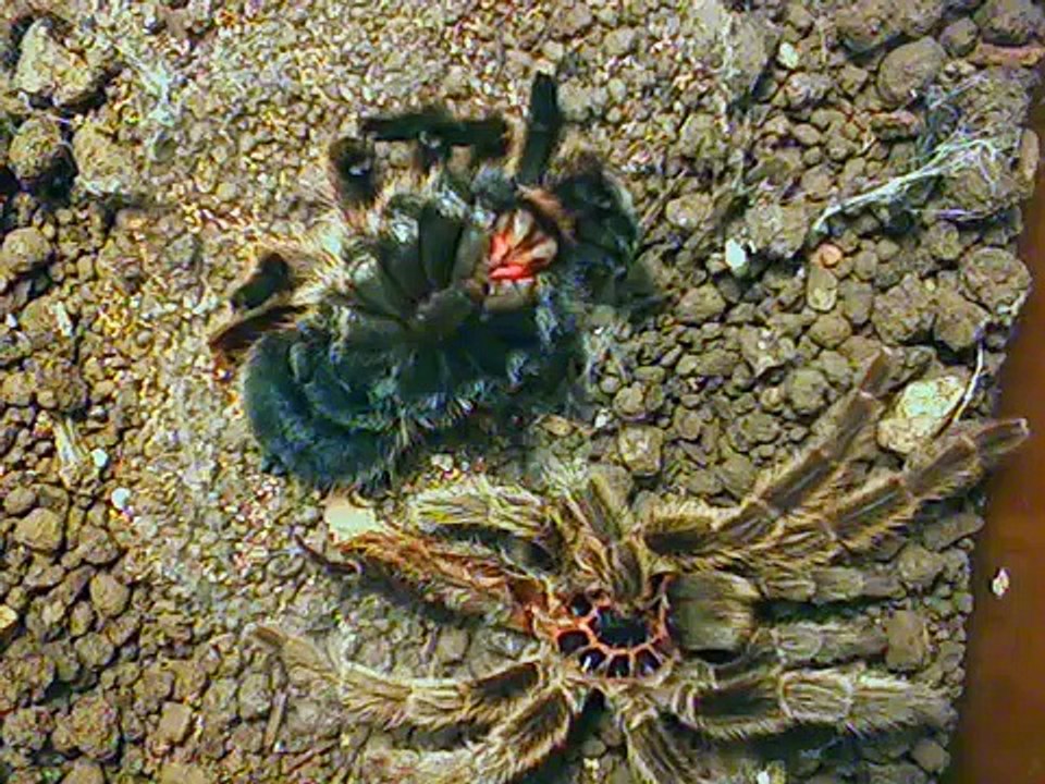 Chilean Rose-Hair Tarantula flips over after molting