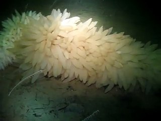 Squid Eggs from hundreds of squid