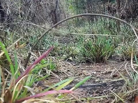 นกคุ่ม 12/3/2555