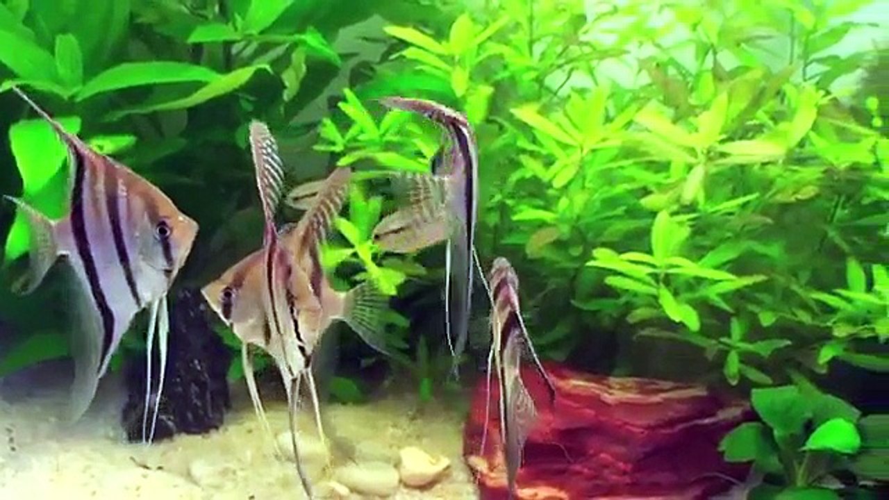 Wild discus tank 03