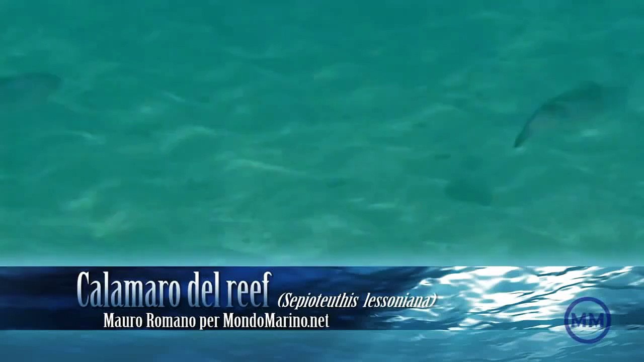 Calamaro del reef al Movenpick di El Quseir in Egitto