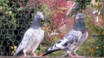 Pakistani and Indian Pigeons in Va