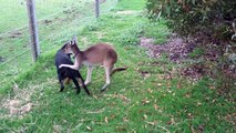 Amazing : Kangaroo and Dog showing their love for each other
