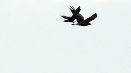 Crows attack Buzzard / Kraaien vallen Buizerd aan