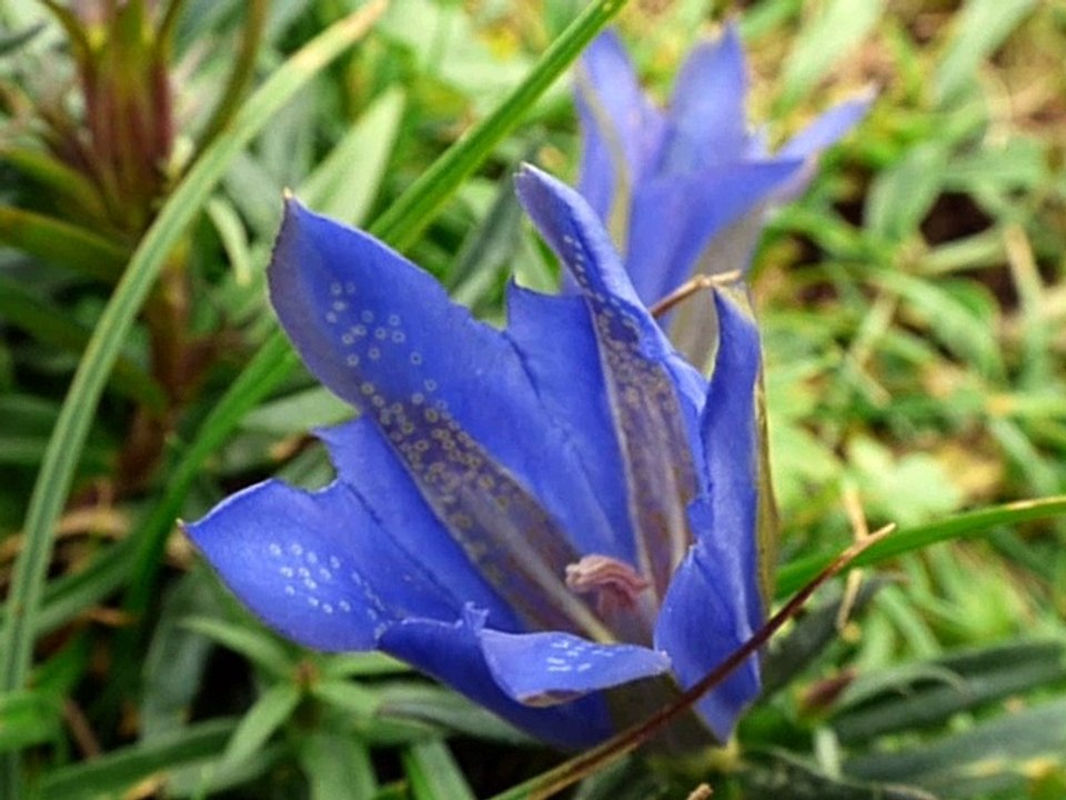 Gentiane pneumonanthe