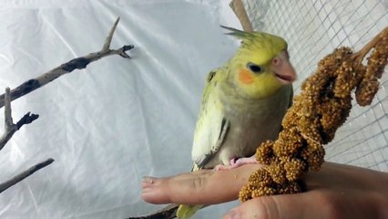Taming a baby cockatiel