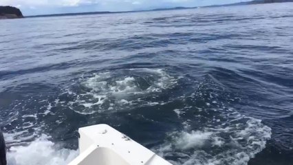Killer whale nearly jumps into boat off BC coast