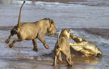two lions vs. crocodile cub