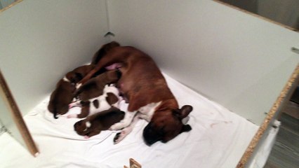 Portée d' INNA & KOUMAL