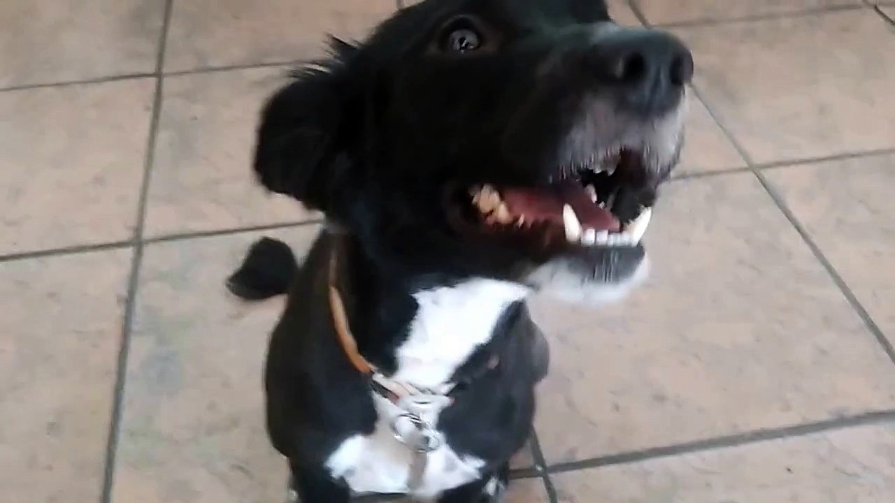 Dog Barks and Whispers