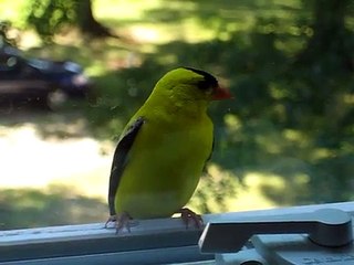 Crazy American Goldfinch