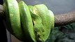 my green tree pythons update