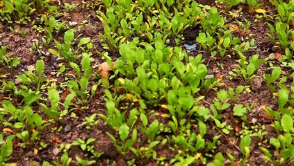 After Effects Project Files - Picnic Album - Our Family - VideoHive 7740563