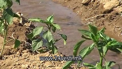 STRUMICA LOSI USLOVI ZA PIPEROT 29 07