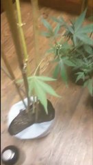 How to make marijuana seeds Video 1