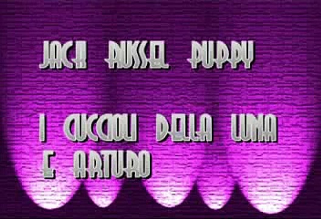 jack russell puppy arezzo