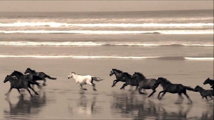 Horses galloping along the beach..