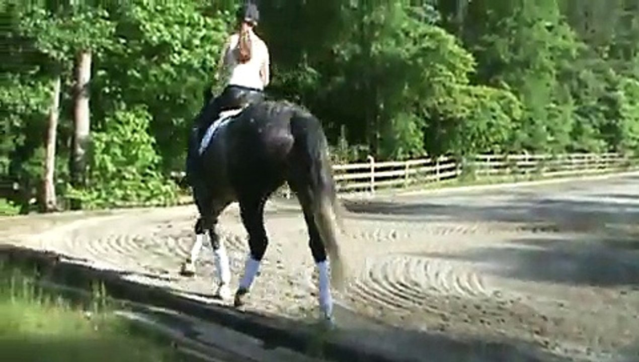 Thoroughbred/Percheron cross for sale - Levi