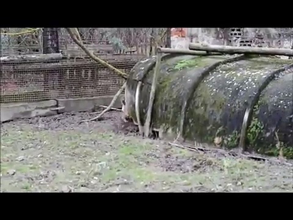 border terrier vs boar