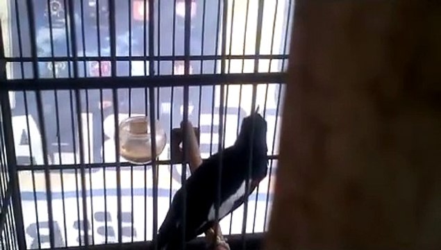 Kacer Dada Hitam Istimewa,tembakan Cucak Jenggot