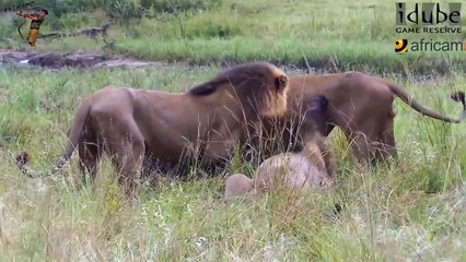 two lions hunt اسدان يصطادان ثور وعجل حديث الولادة