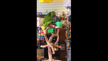 Parrot sings Lego Movie Song "Everything is awesome"