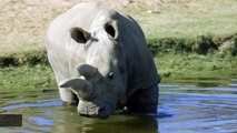 One Of Five Remaining Northern White Rhinos Dies