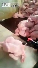 Así inflan pollos antes de exhibirlos en supermercados