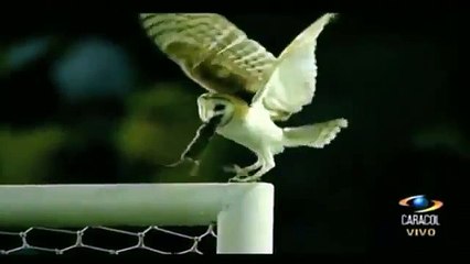 Kale direğinde baykuşun ziyafeti