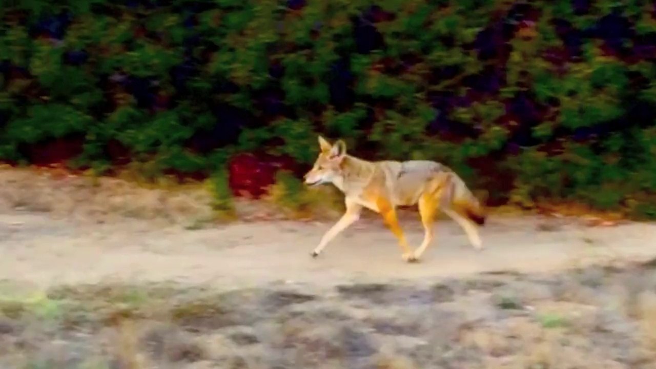 Exciting video of a wild Howling Coyote