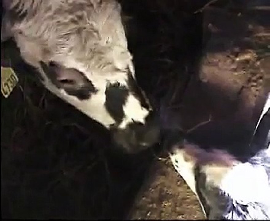 cane innamorato bacia una mucca - dog kiss cow