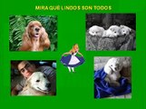 Cuida a tu MASCOTA