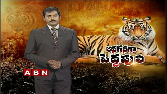 Spotlight - Tiger Day is about more than just saving tigers (29-07-2015)