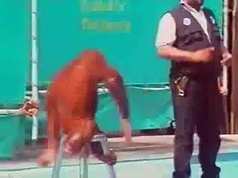 Обезьяна фокусник. Супер прикол! Реально смешное видео