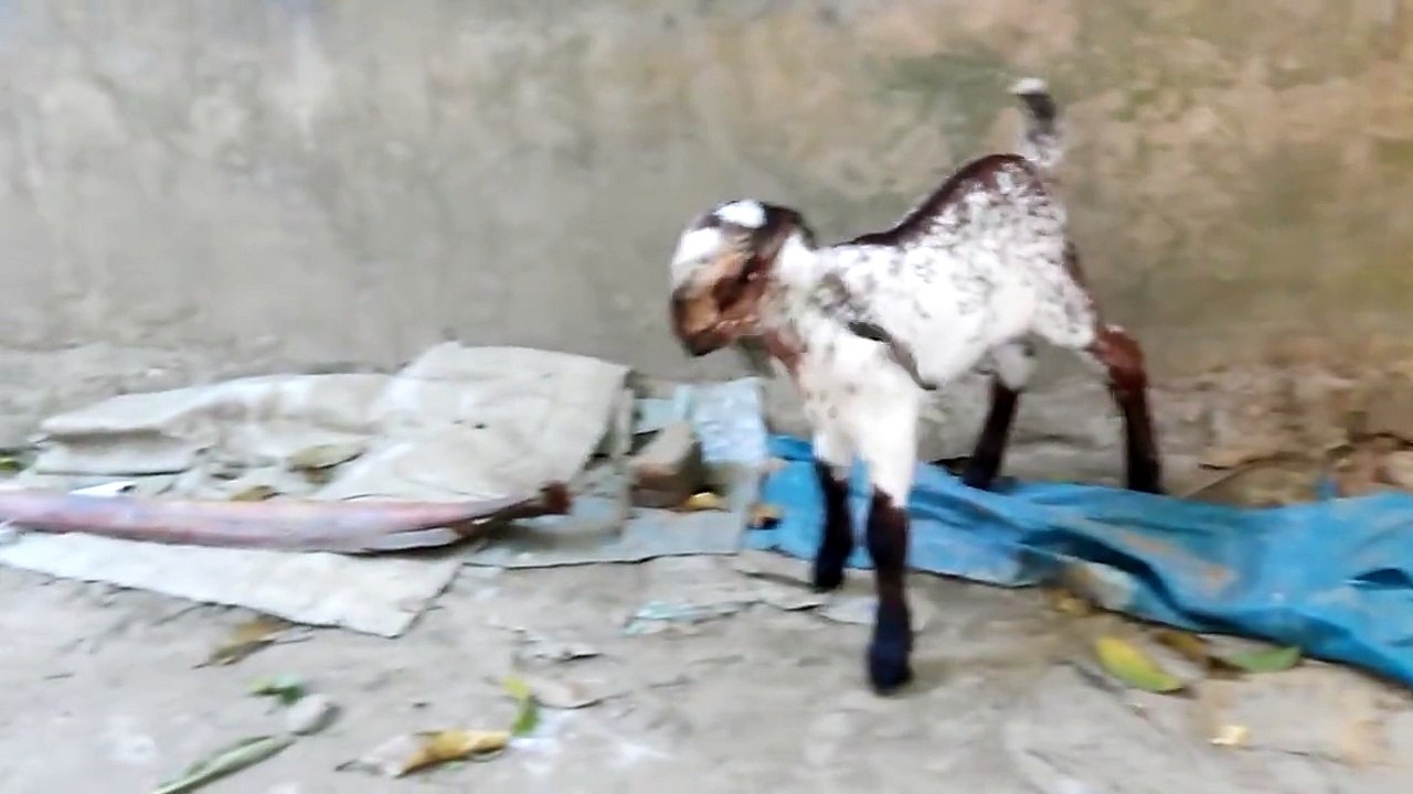 jamunapari goat in Bangladesh