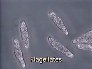 Cilia and Flagella