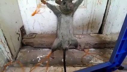 VID-20150531-WA0008.mp4