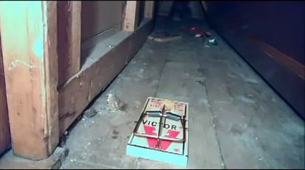 Rabid Attic Squirrel Vs Rat Trap