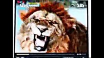 lions vs tiger live show in zoo  to the death - wild fight ☆ Amazing Animal