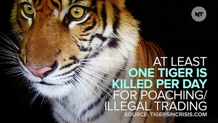On International Tiger Day, A Reminder They're More Endangered Than Ever