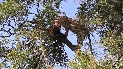 Leopard vs Wild Boar Compilation HD   Wild Animal Fights 2015