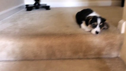 Corgi puppy going down stairs