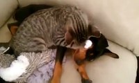 A cat at the bedside of a sick dog