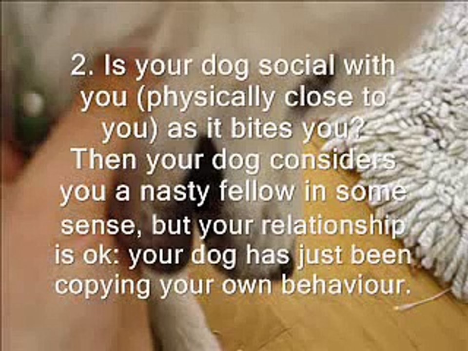 If Your Dog Bites You...