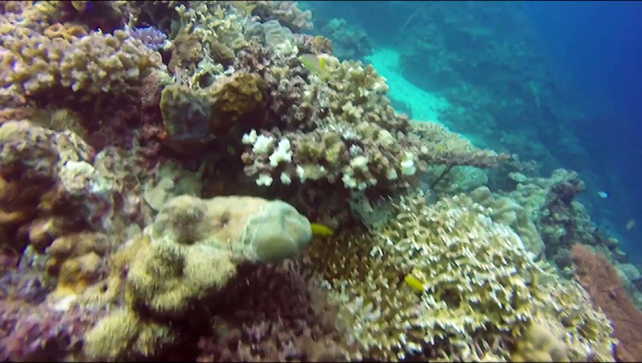 SCUBA DIVING SAMAL DAVAO