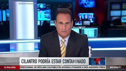 Sepa por qué Estados Unidos prohibió la exportación de cilantro mexicano