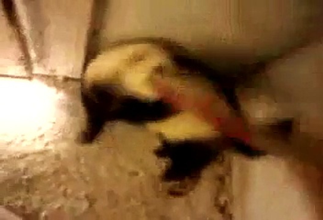 furet joueur
