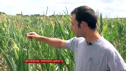 sécheresse: premiers impactés, les producteurs